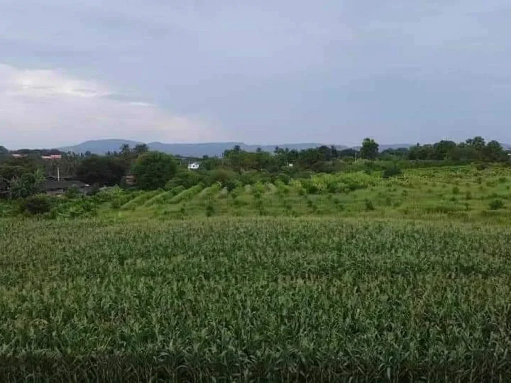 ขายทีดิน 9 ไร่วิวภูเขา โอโชนดีอาอาศดี ที่เขาใหญ่โฉนดครุฑแดงพ