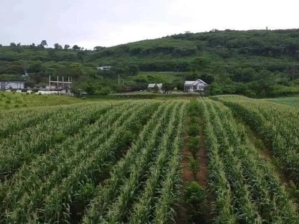 ขายทีดิน 9 ไร่วิวภูเขา โอโชนดีอาอาศดี ที่เขาใหญ่โฉนดครุฑแดงพ