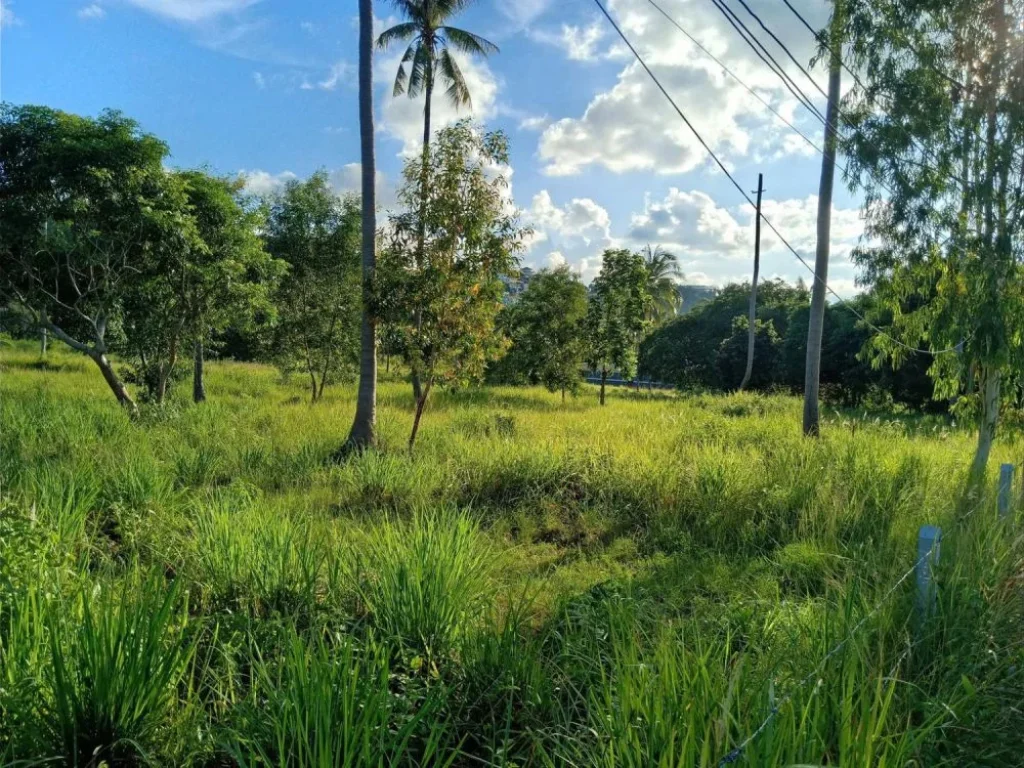 ขายที่ดินบนเกาะสมุยทำเลทองเศรษฐกิจ ติดถนนเส้นใหญ่สาย พระใหญ่-เชิงมนต์