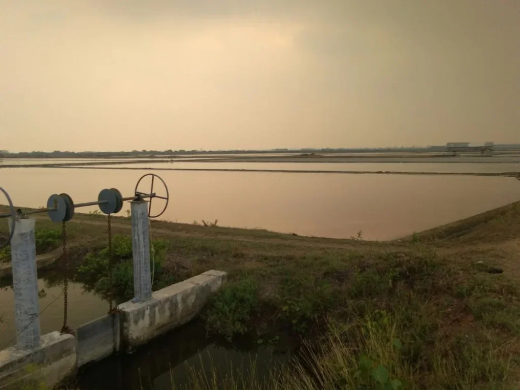 ขายที่ดิน นาเกลือ แปลงใหญ่ ตำบลบางขุนไทร อำเภอบ้านแหลม จังหวัดเพชรบุรี