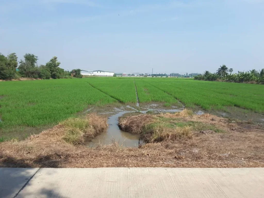 ขายที่ดิน สามโคก-เสนา ถนนวงแหวนตะวันตก ย่านโรงงาน จังหวัดปทุมธานี