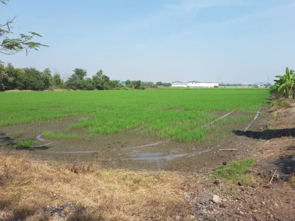 ขายที่ดิน สามโคก-เสนา ถนนวงแหวนตะวันตก ย่านโรงงาน จังหวัดปทุมธานี