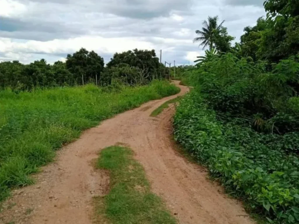 ขายสวนลำใยสันป่าตอง ราคาถูก