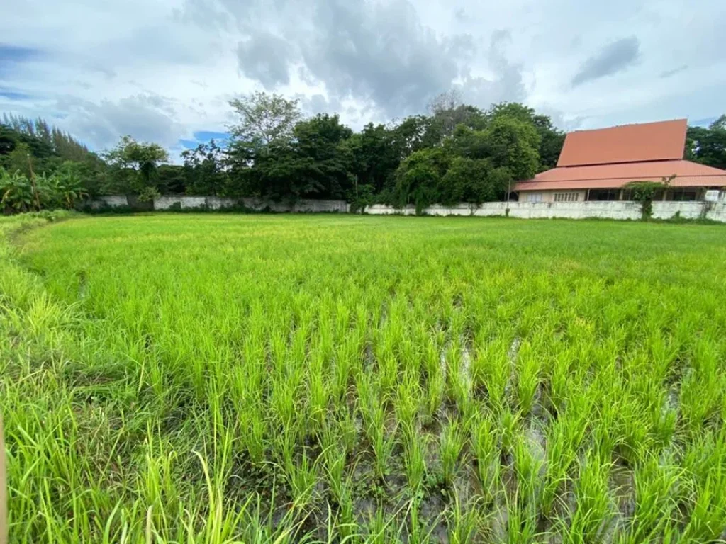 ขายที่ดินอำเภอปากช่อง ขนงพระ อปากช่อง จนครราชสีมา ขนาด 2ไร่ 1 งาน84 ตรวทะลุไปโรงแรมโบนันซ่าได้