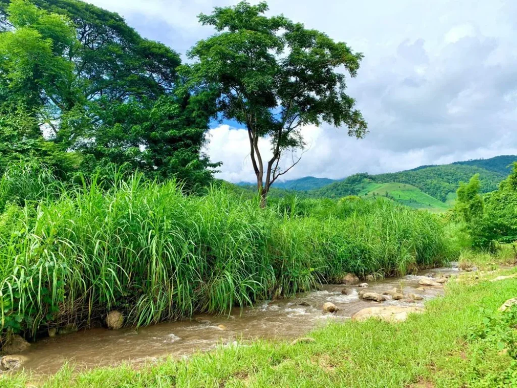 ขายที่ดินเนินขั้นบรรได วิวภูเขา ติดธารน้ำ แม่แจ่มท่าผ่า ราคาถูก