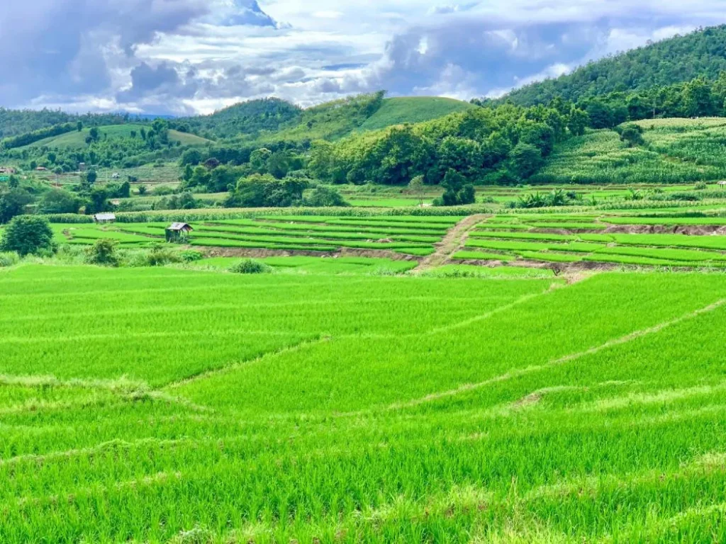 ขายที่ดินเนินดอนขั้นบรรได ติดเขา ติดน้ำ แม่แจ่มท่าผ่า เชียงใหม่