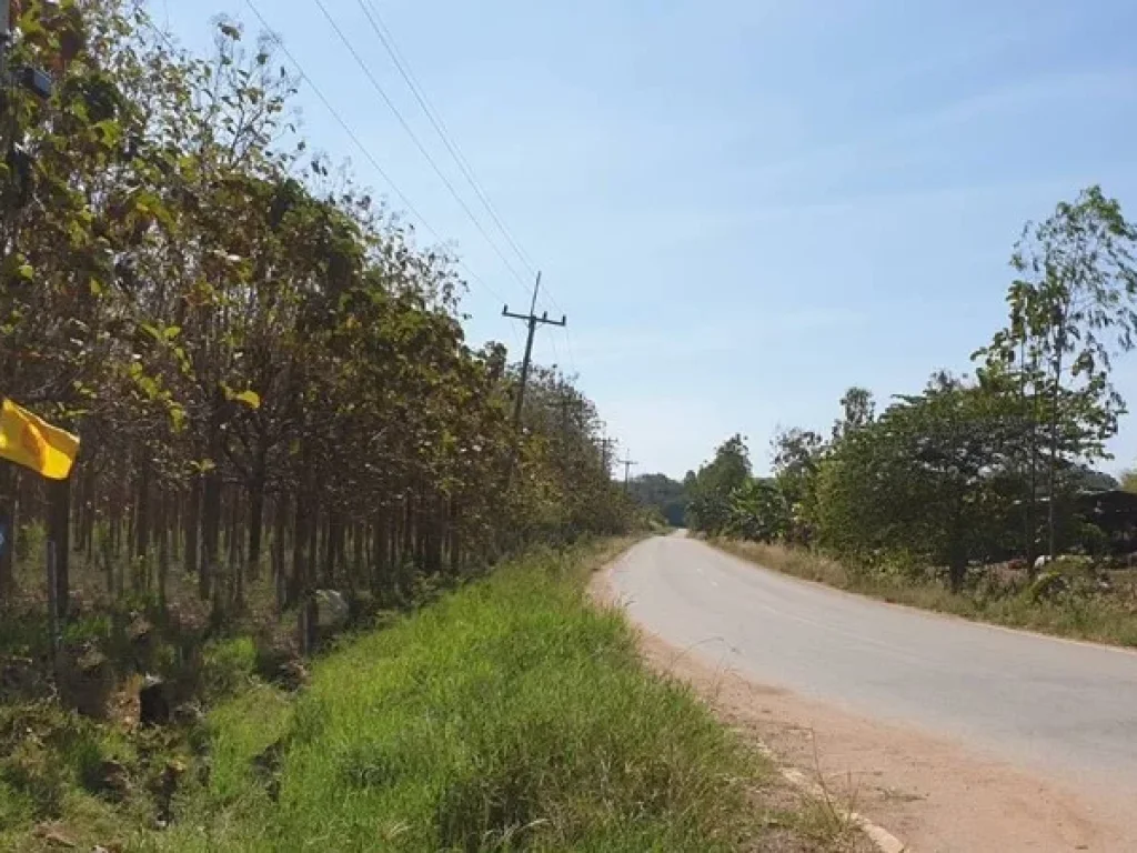 ขายที่ดินพร้อมต้นสักทองเขาใหญ่ ติดถนน 3 ด้าน บ้านภูเงิน เขาใหญ่ปากช่อง ตหนองสาหร่าย อปากช่อง จนครราชสีมา