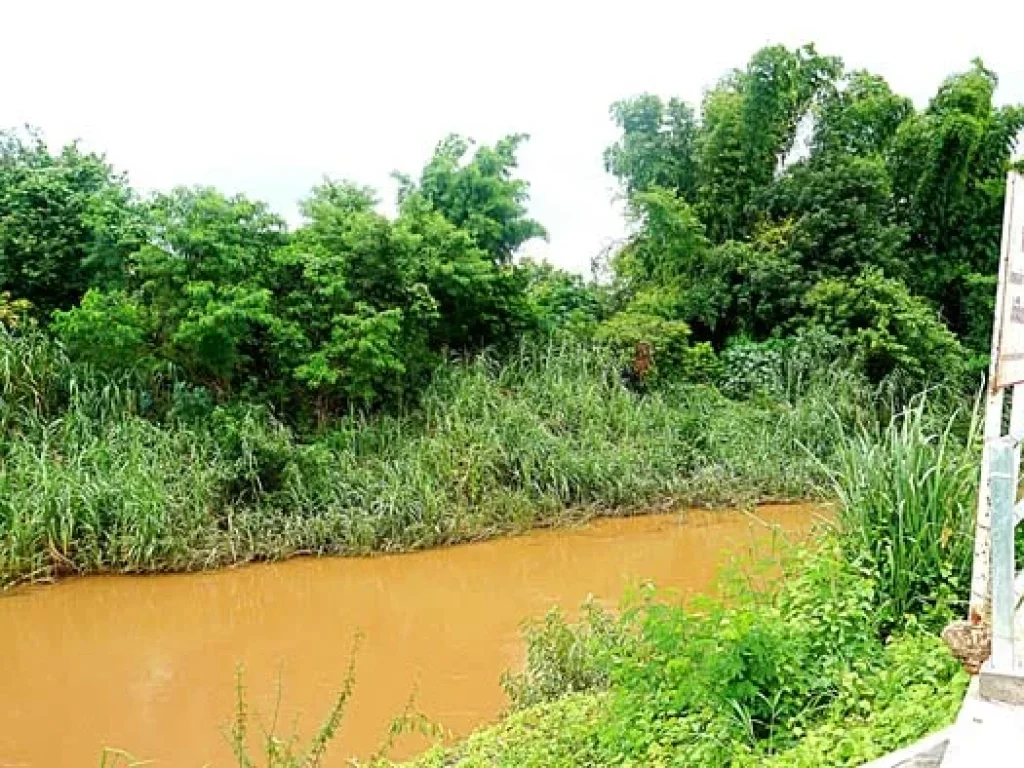 ขายที่ดินบ้านทุ่งหลุก ตำบลท่าวังพร้าว อำเภอสันป่าตอง ติดน้ำแม่วาง