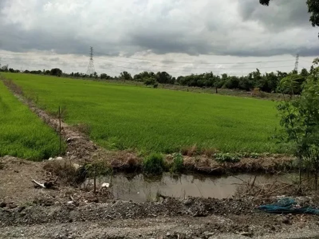 ขายที่ดิน ที่นา 30 ไร่ อลาดบัวหลวงจ้าา มีถนนตัดแล้ว 30 ไร่เลย