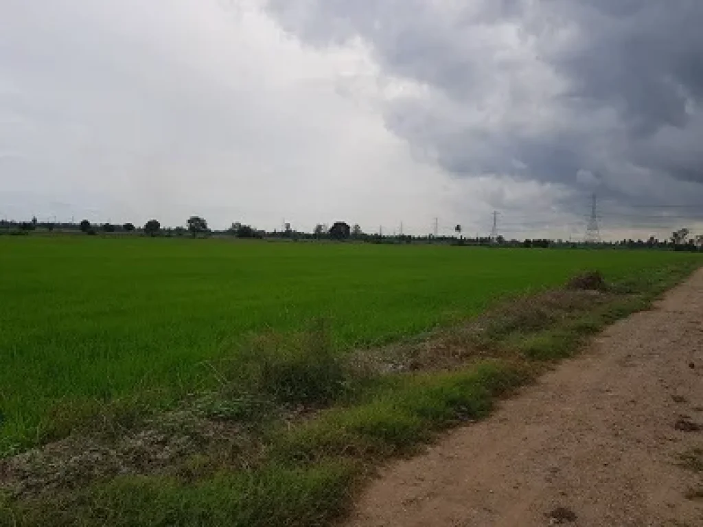 ขายที่ดิน ที่นา 30 ไร่ อลาดบัวหลวงจ้าา มีถนนตัดแล้ว 30 ไร่เลย