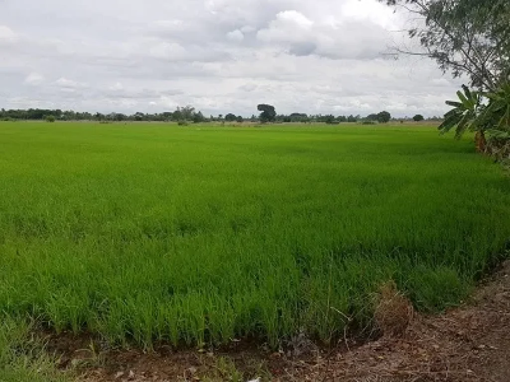 ขายที่ดิน ที่นา 30 ไร่ อลาดบัวหลวงจ้าา มีถนนตัดแล้ว 30 ไร่เลย