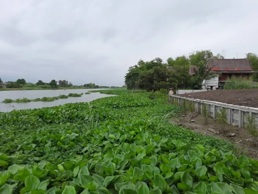 ขายที่ดิน ติดริมแม่น้ำท่าจีน ถมแล้ว แปลงหายาก อำเภอบางเลน จนครปฐม