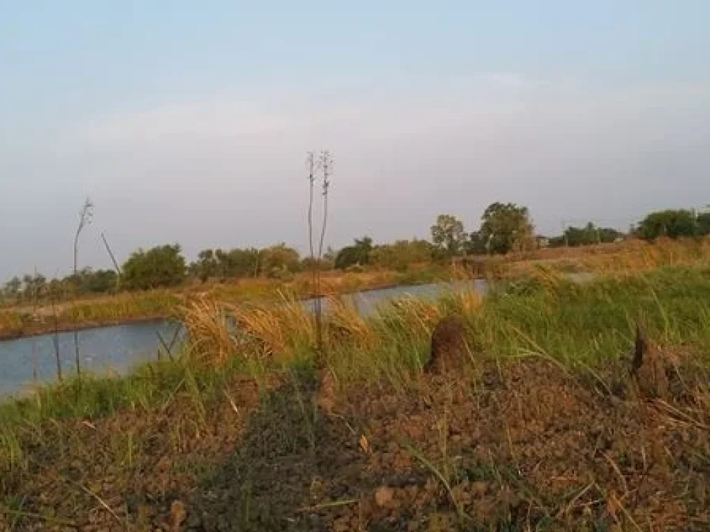 ขาย ที่ดินแปลงสวย ติดเลค วิวงาม ในสนามกอล์ฟสุวรรณภูมิ สดได้ ผ่อนได้ เอาที่สะดวก T 0621574449