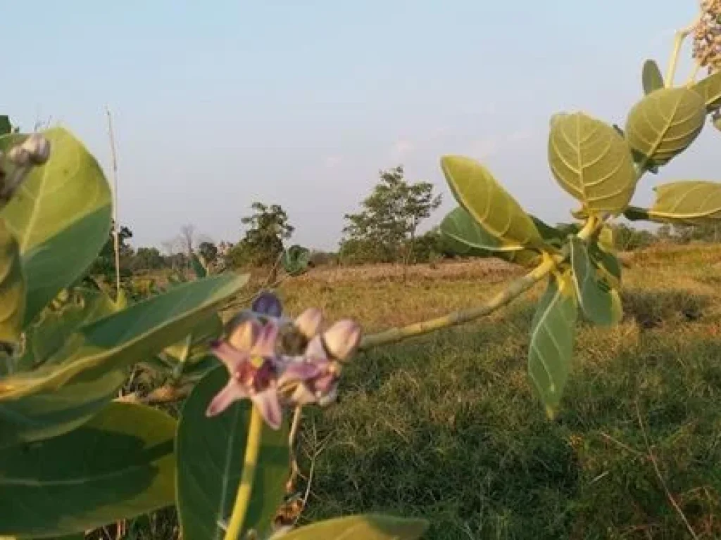 ขาย ที่ดินแปลงสวย ติดเลค วิวงาม ในสนามกอล์ฟสุวรรณภูมิ สดได้ ผ่อนได้ เอาที่สะดวก T 0621574449