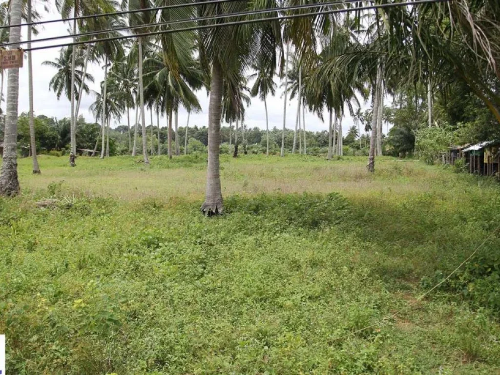 ขาย ที่ดินเปล่า ติดถนนบ้านหัวหิน ท่าชะมวง ตละงู อละงู จสตูล