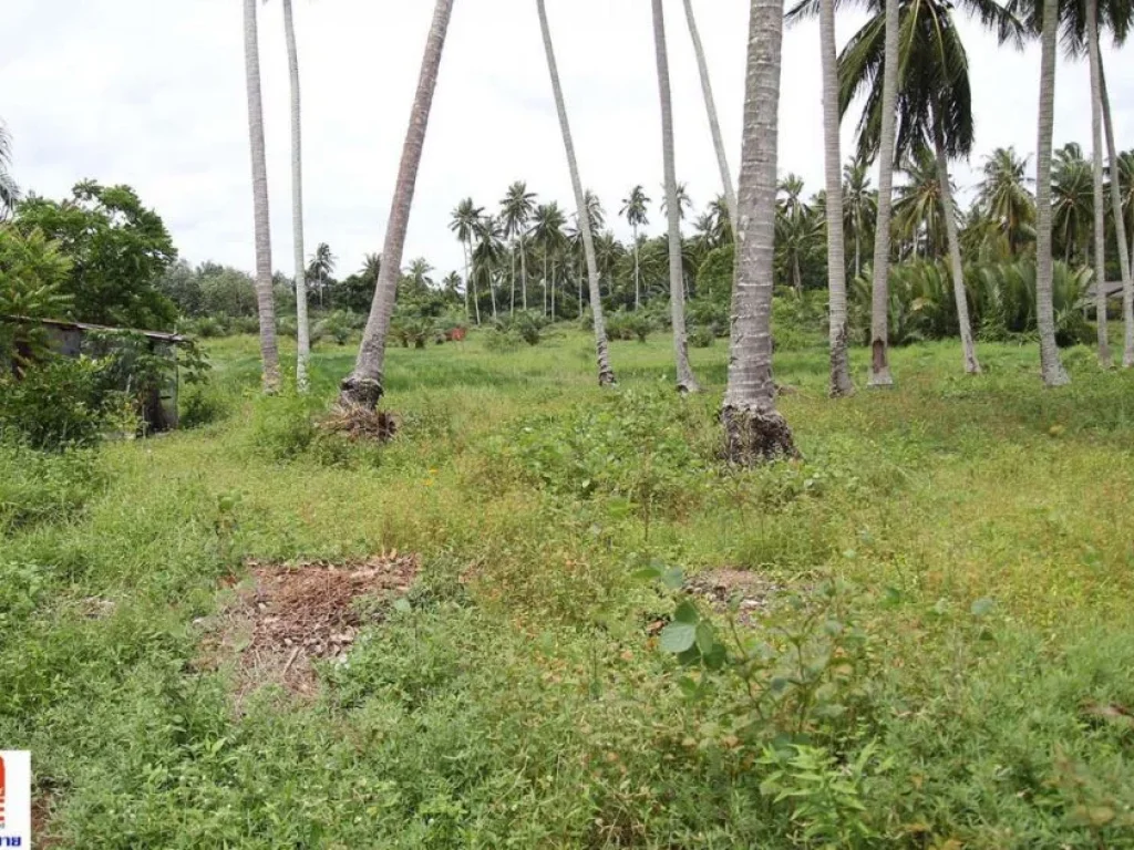 ขาย ที่ดินเปล่า ติดถนนบ้านหัวหิน ท่าชะมวง ตละงู อละงู จสตูล