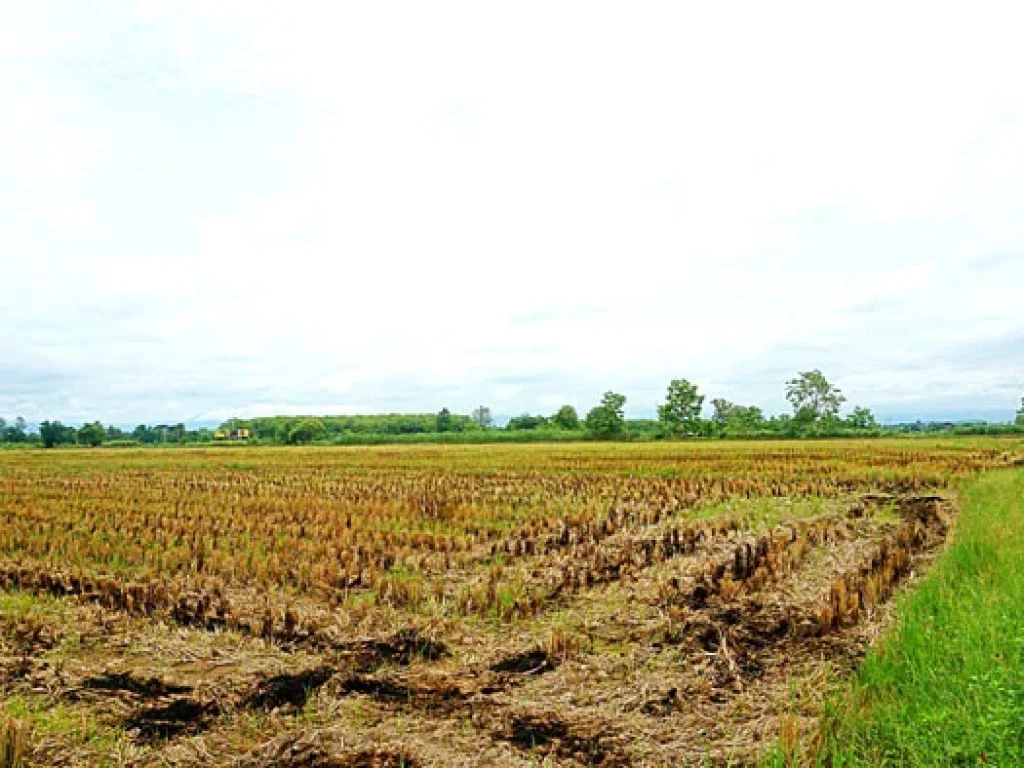 ขายที่ดิน ตำบลแม่แฝก อำเภอสันทราย จังหวัดเชียงใหม่ ใกล้สถานีผลิตน้ำแม่แฝก