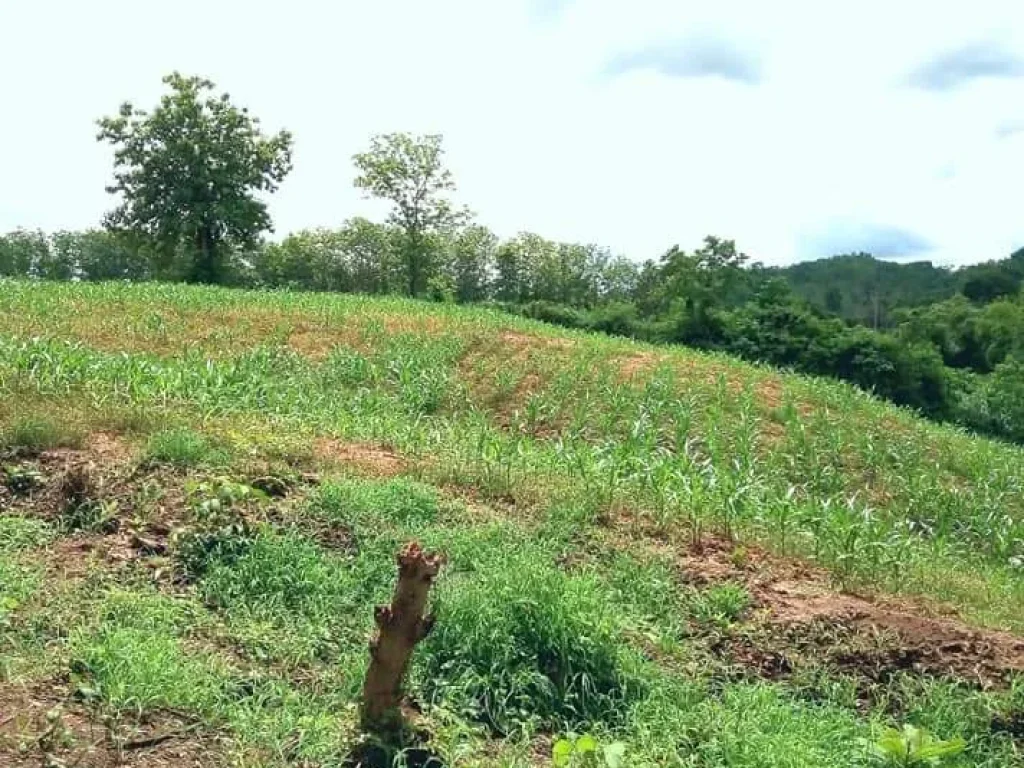 ที่ราบบนเนินสวย ติดแม่น้ำน่าน อุตรดิตถ์