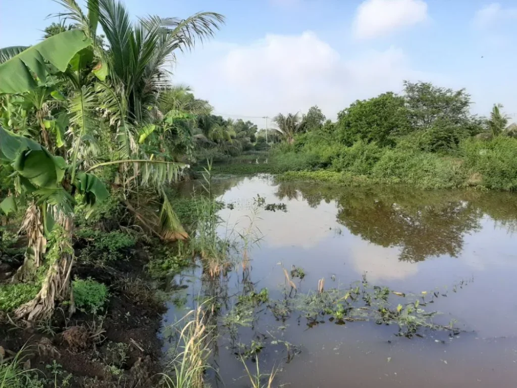 ขายที่ดินเปล่าถนนสุวินทวงศ์102 หนองจอก ใกล้สำนักงานขนส่ง ด้านหลังติดคลอง พื้นที่1-1-37ไร่ ขายตารางวาละ4000บาท