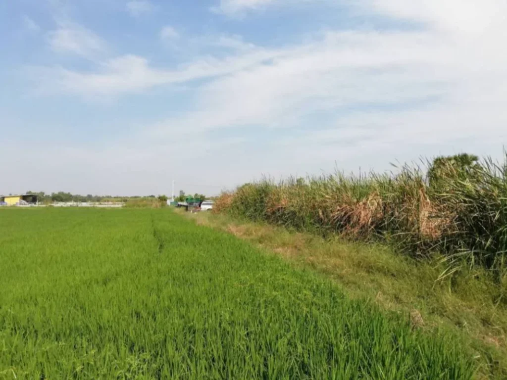 ขายที่ดิน ถเลียบวารี 59 ระหว่างมีนบุรีหนองจอก 7ไร่