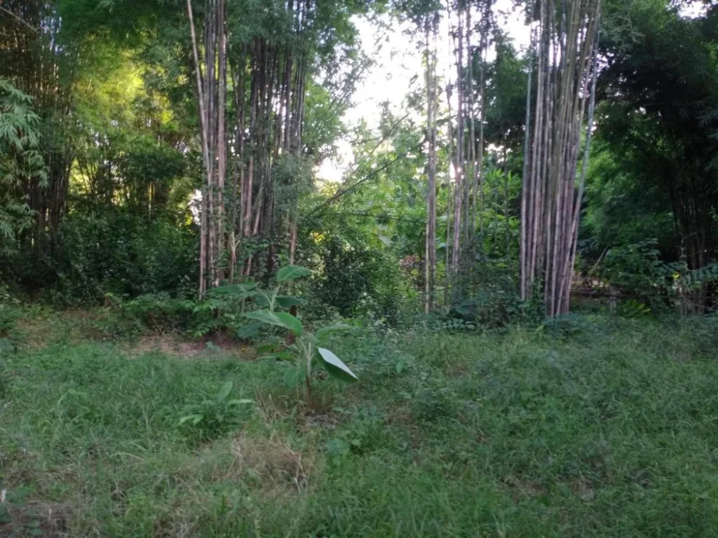 ที่สวนลำใย บ้านต๋อ น้ำโจ้ แม่ทะ ลำปาง ที่ใกล้น้ำ อุดมสมบูรณ์