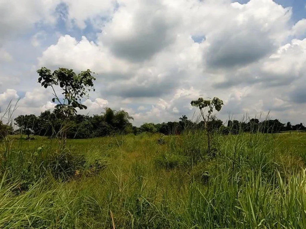 ขาย ที่ดินเปล่า บ้านหนองปรือน้อย ตำบลหัวหว้า อำเภอศรีมหาโพธิ