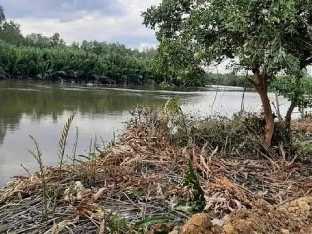 ขายที่ดินติดแม่น้ำบางตะบูนอบ้านแหลม จเพชรบุรี เนื้อที่ 287