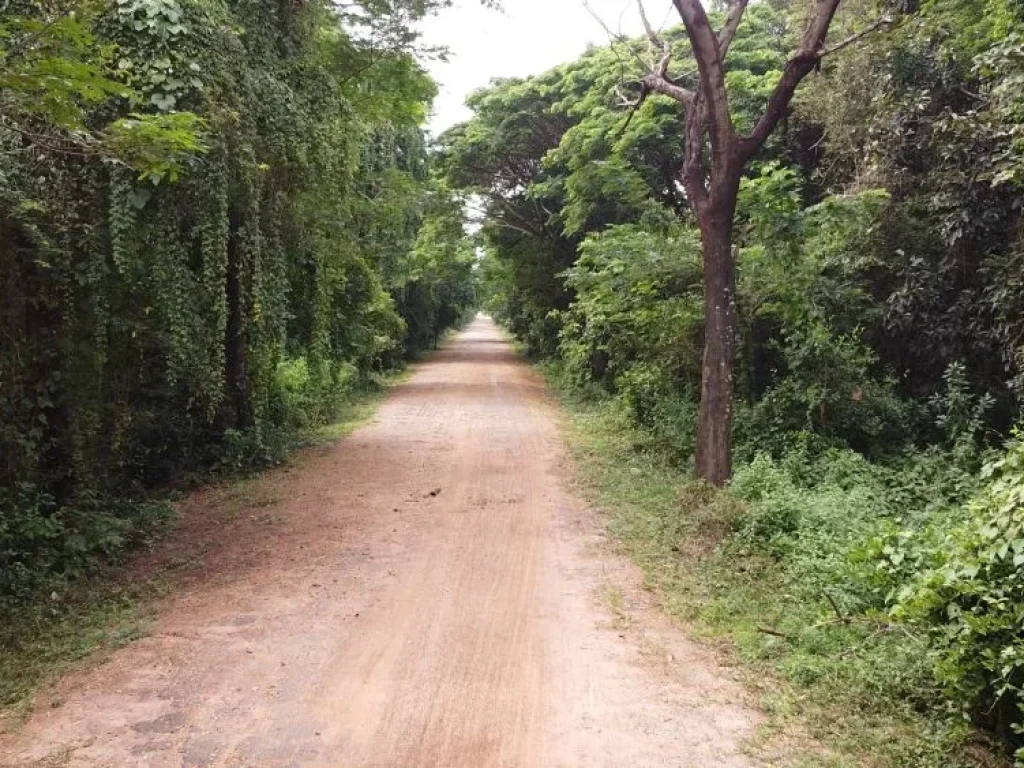 ขายที่ดินแปลงสวยติดถนนชยางกูร ทำเลดี บหนองแอก