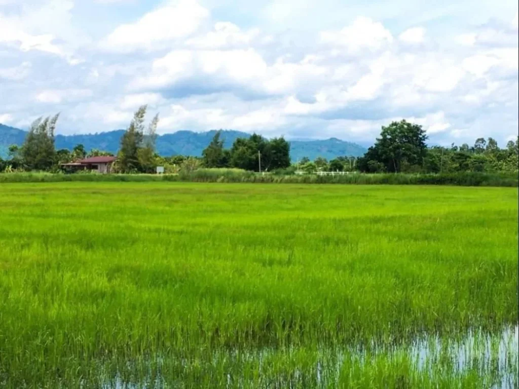 ขายที่ดินวิวเขาสวย ใกล้แยก จปร 1 ไร่ พรหมณี นครนายก