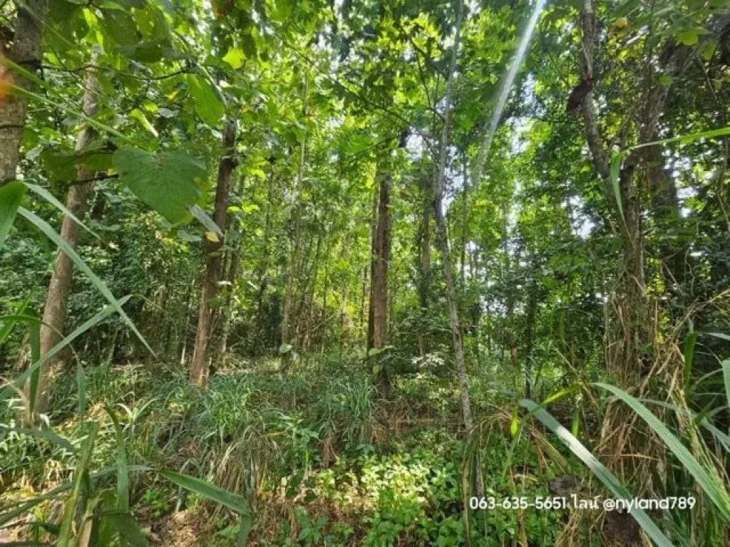 ขายที่ดินติดลำธาร วิวเขาสวย ปลูกไม้สักไว้เต็มพื้นที่ ตชะอม