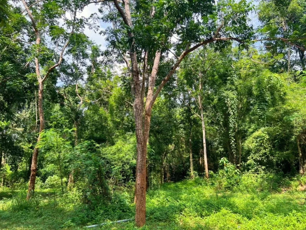 ที่ดินสวนป่า ติดถนนคอนกรีต ร่มรื่น น้ำไฟฟ้าพร้อม