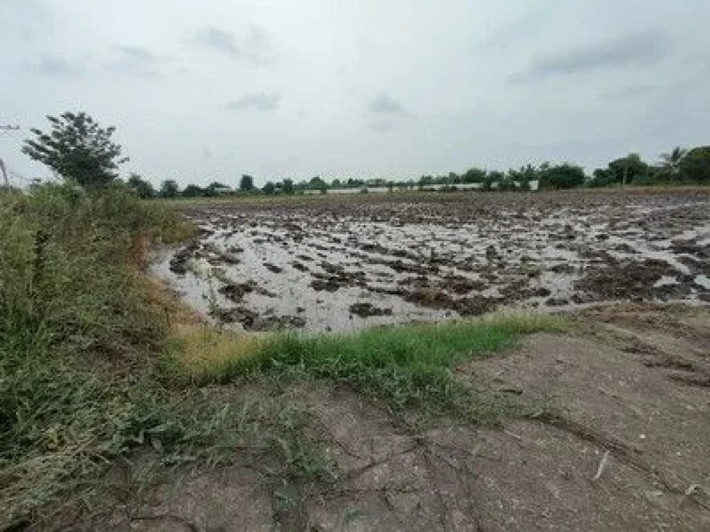 ที่ดิน เหมาะสร้างบ้านจัดสรร หรือจัดสรรขาย