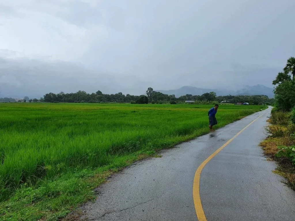 ประกาศขายที่นา - ตำบลแม่โป่ง อำเภอดอยสะเก็ด เจ้าของขายเอง