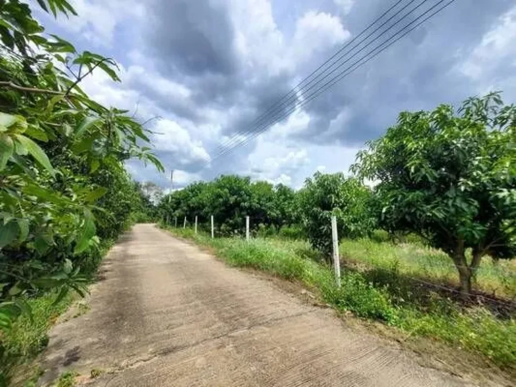 ขายที่ดิน แถมฟรี สวนมะยงชิด ห่างออกไปเพียง ประมาณ 200 เมตร