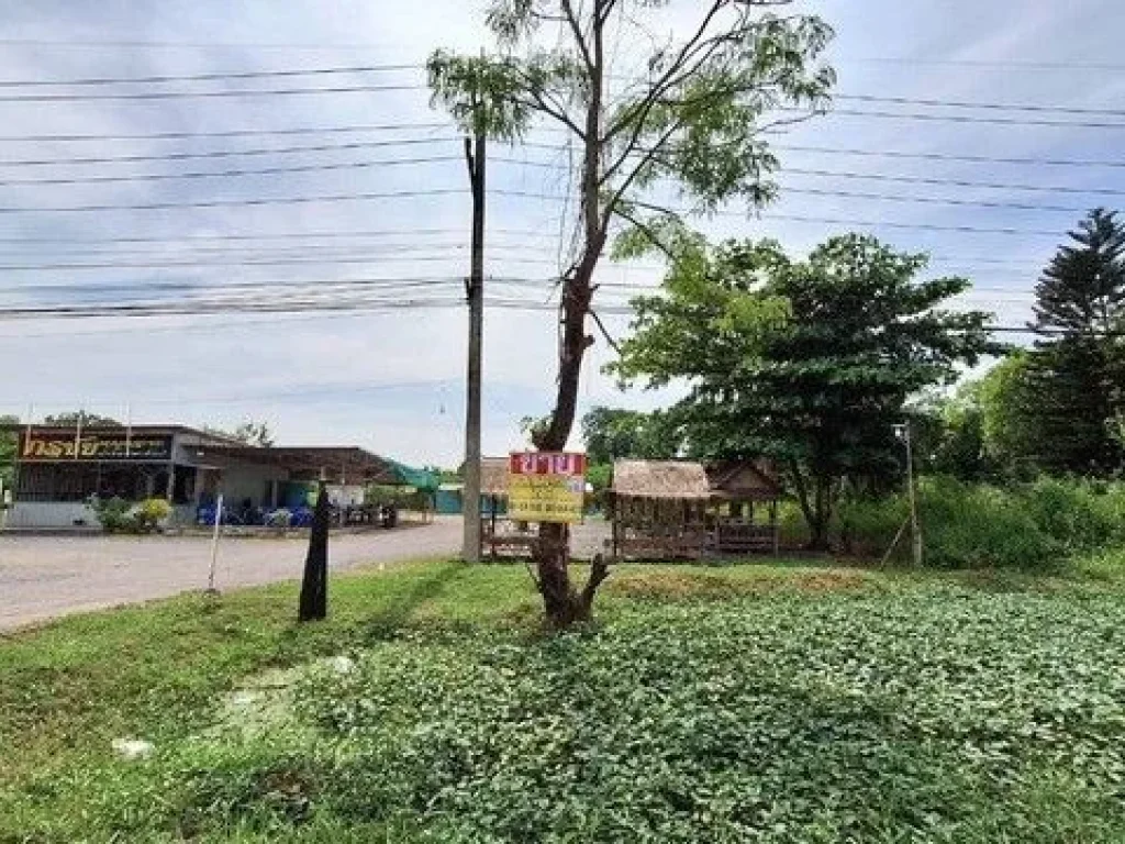 ขายด่วนที่ดิน 12 ไร่ ติดถมะลิวรรณ ใกล้ตลาดสดเทศบาลหนองแก