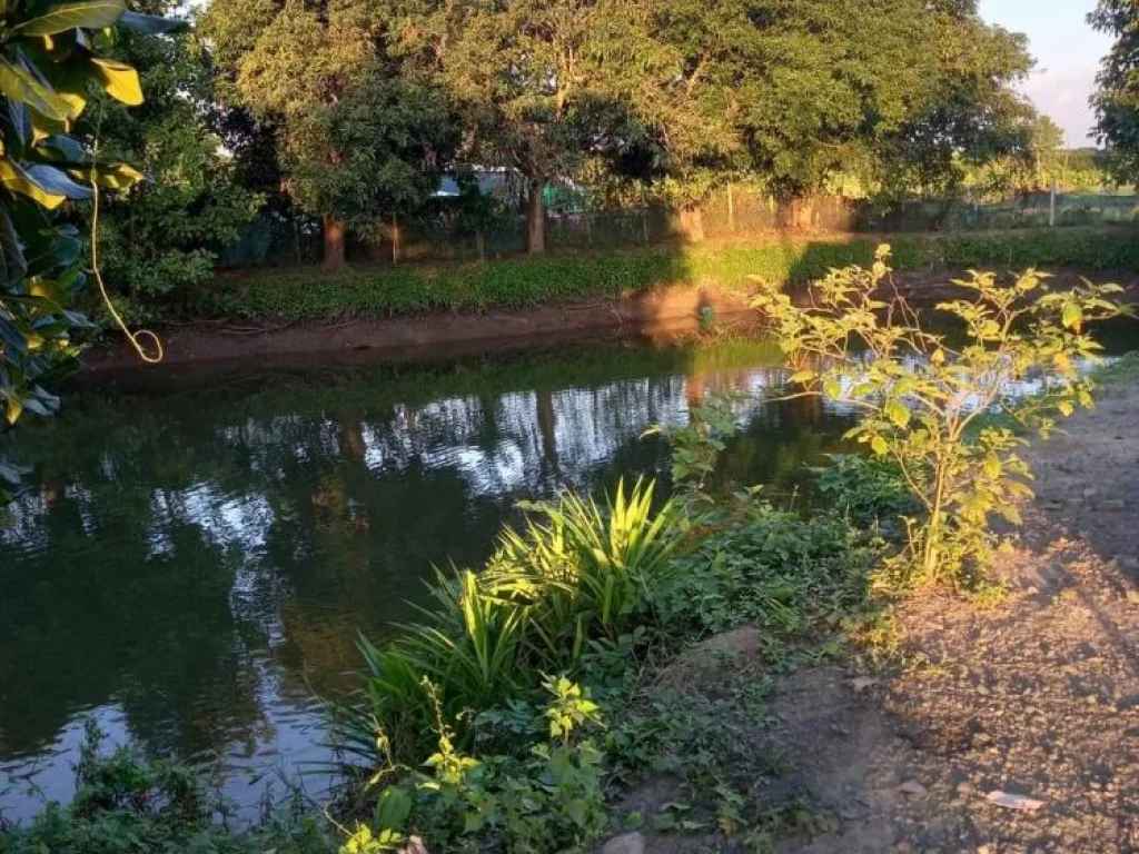 ขายที่สวนลำในบ้านแมสันป่าตองมีลำน้ำล้อมรอบพร้อมโอน