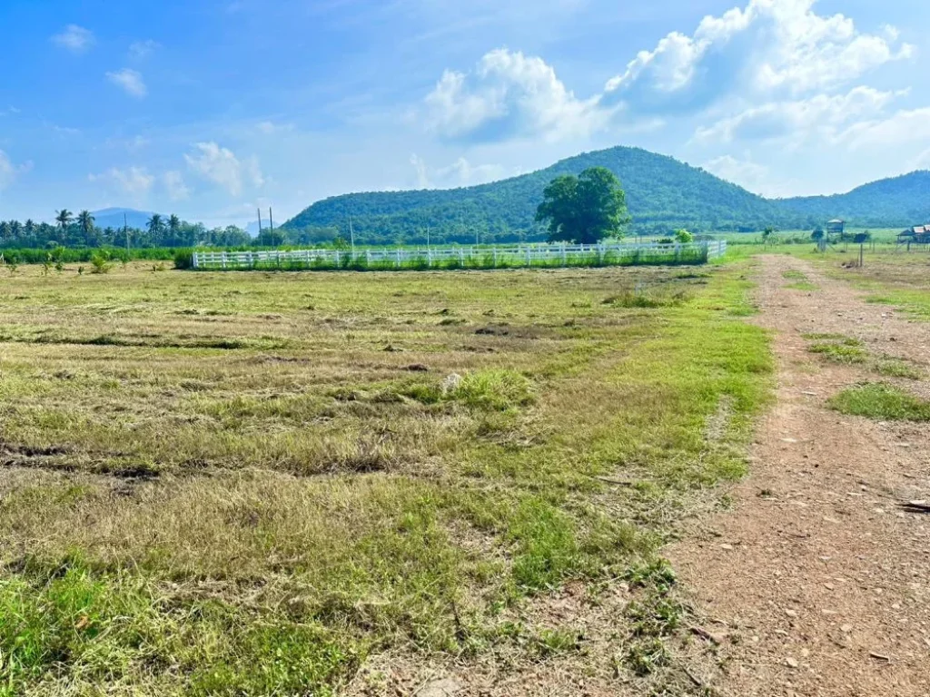 ขายที่ดิน วิวเขา พุหวายวิว 100 ตรว เขต ชะอำ เพชรบุรี