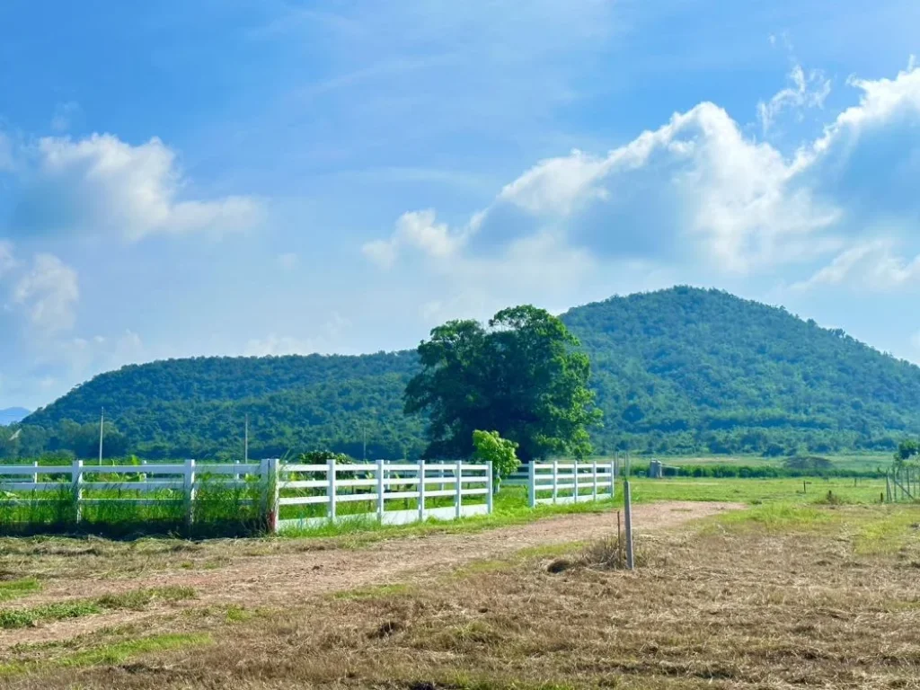 ขายที่ดิน วิวเขา พุหวายวิว 100 ตรว เขต ชะอำ เพชรบุรี