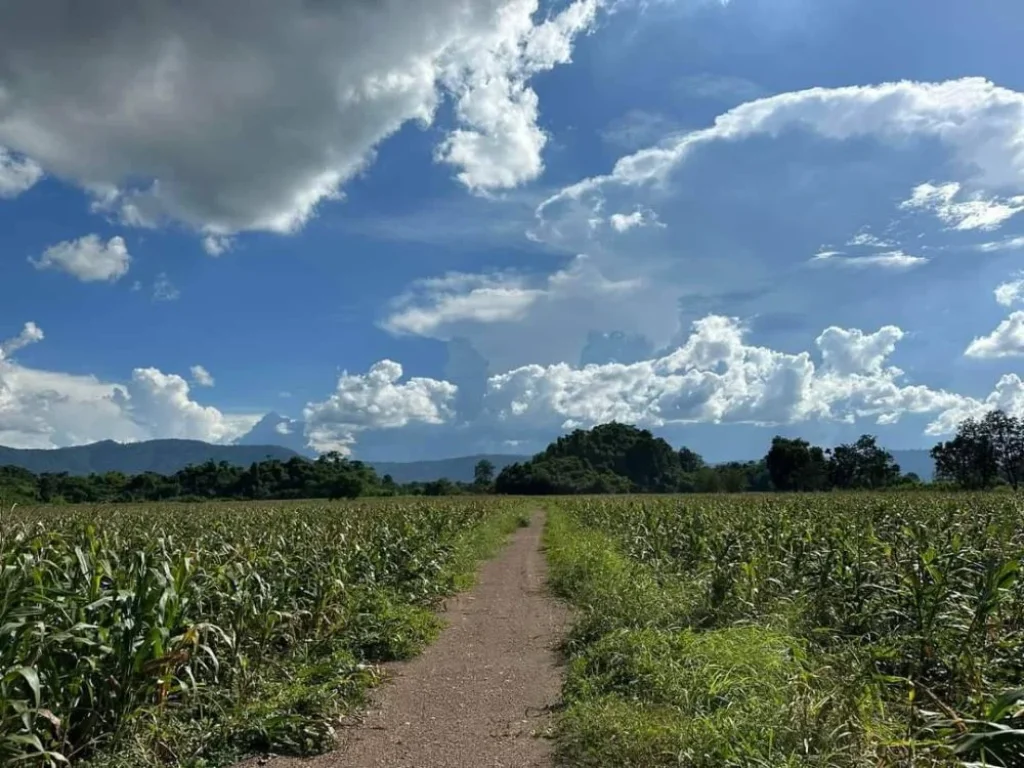 ขายที่เขาใหญ่ หมูสี ปากช่อง 25ไร่ วิวเขาล้อมรอบ วิวเขาใหญ่สวย