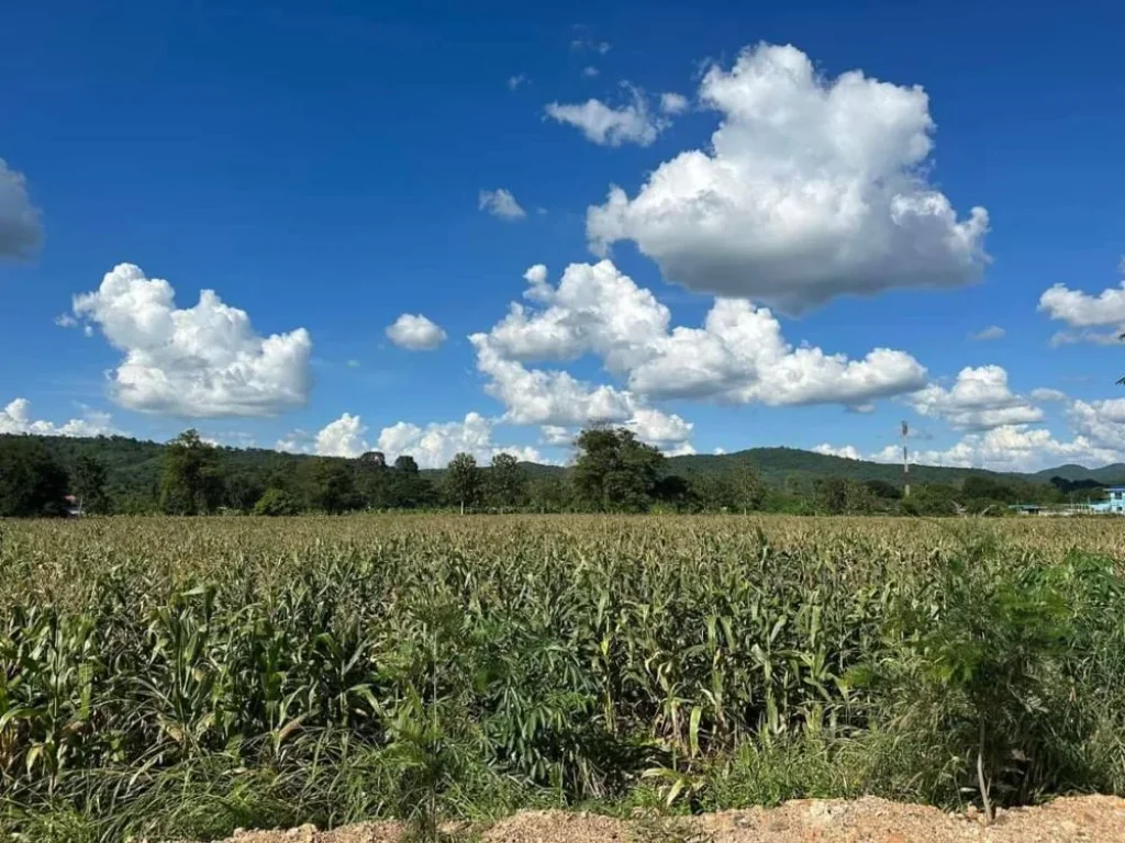 ขายที่เขาใหญ่ หมูสี ปากช่อง 25ไร่ วิวเขาล้อมรอบ วิวเขาใหญ่สวย