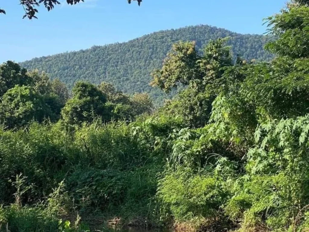 ขายที่ดินดอยสะเก็ตหน้าติดถนนลาดยางหลังติดลำธารน้ำโฉนด