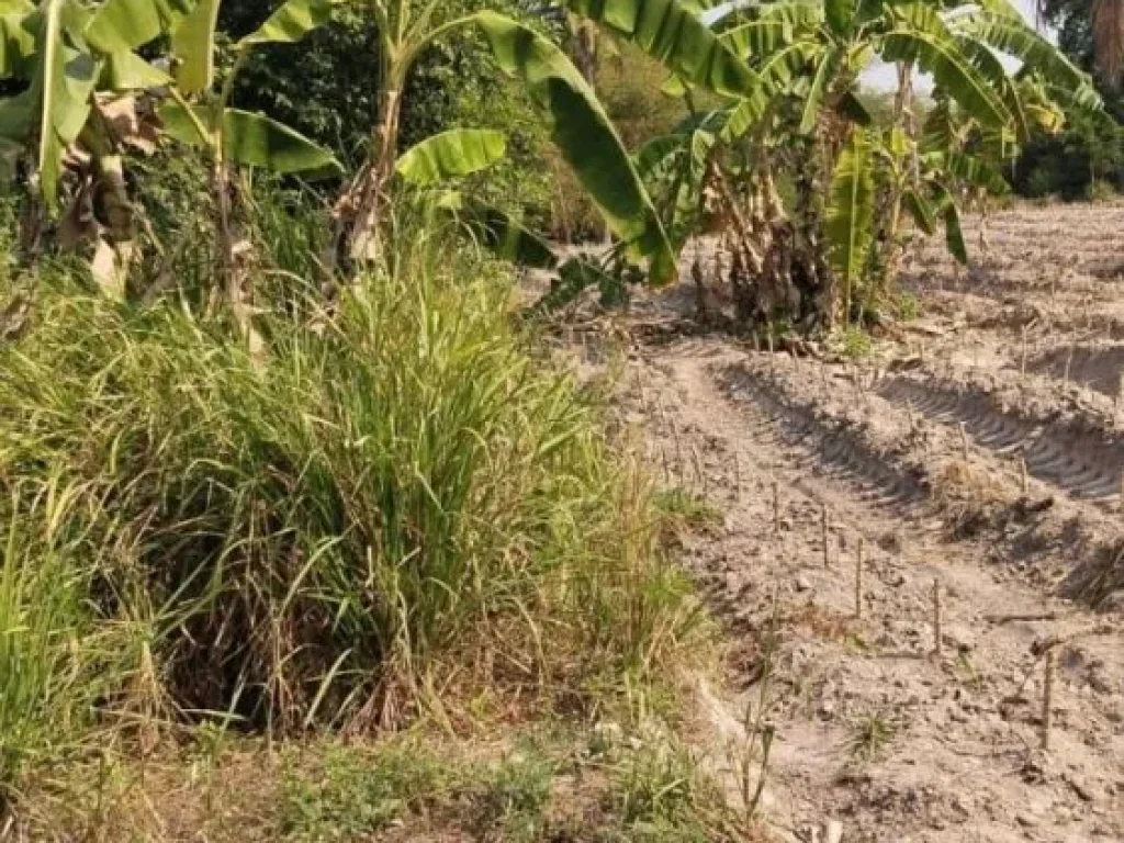 ขายถูกที่ดินบางละมุง 25 ไร่ ล้อมรอบธรรมชาติ ตะเคียนเตี้ยน