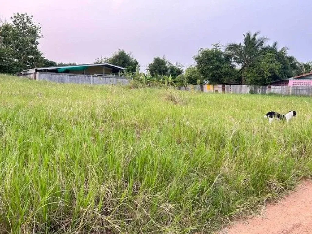 ขายที่ดินธาตุทอง 100 ตรว ซอยเทศบาล 12 เหมาะปลูกบ้าน