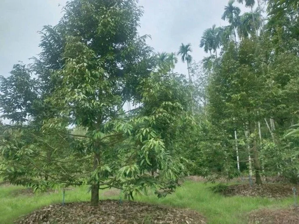 ขายสวนทุเรียนให้ผลผลิตแล้ว หน้าติดถนนลาดยางหลังวิวภูเขา