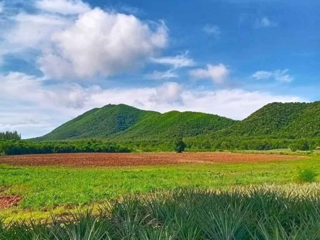 ขายที่ดิน เพชรบุรี ภูเขาล้อมรอบ ใกล้แก่งกระจานเพียง 10 นาที