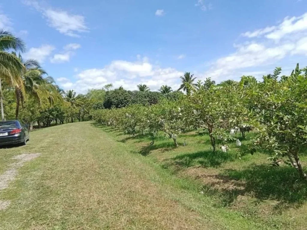 ขายที่ดินสารภี ที่สวนพร้อมบ่อปลา ใกล้ไทวัสดุ เนื้อที่ 30 ไร่