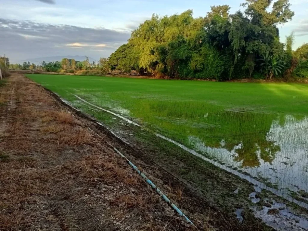 ขายที่ดิน ตำบลท่าฉนวน อำเภอกงไกรลาศ จังหวัดสุโขทัย เลขโฉนด