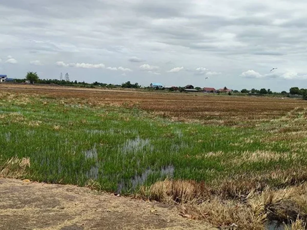 ขายที่ดิน 67 ไร่ มีน้ำไฟพร้อม อำเภอสองพี่น้อง จสุพรรณบุรี