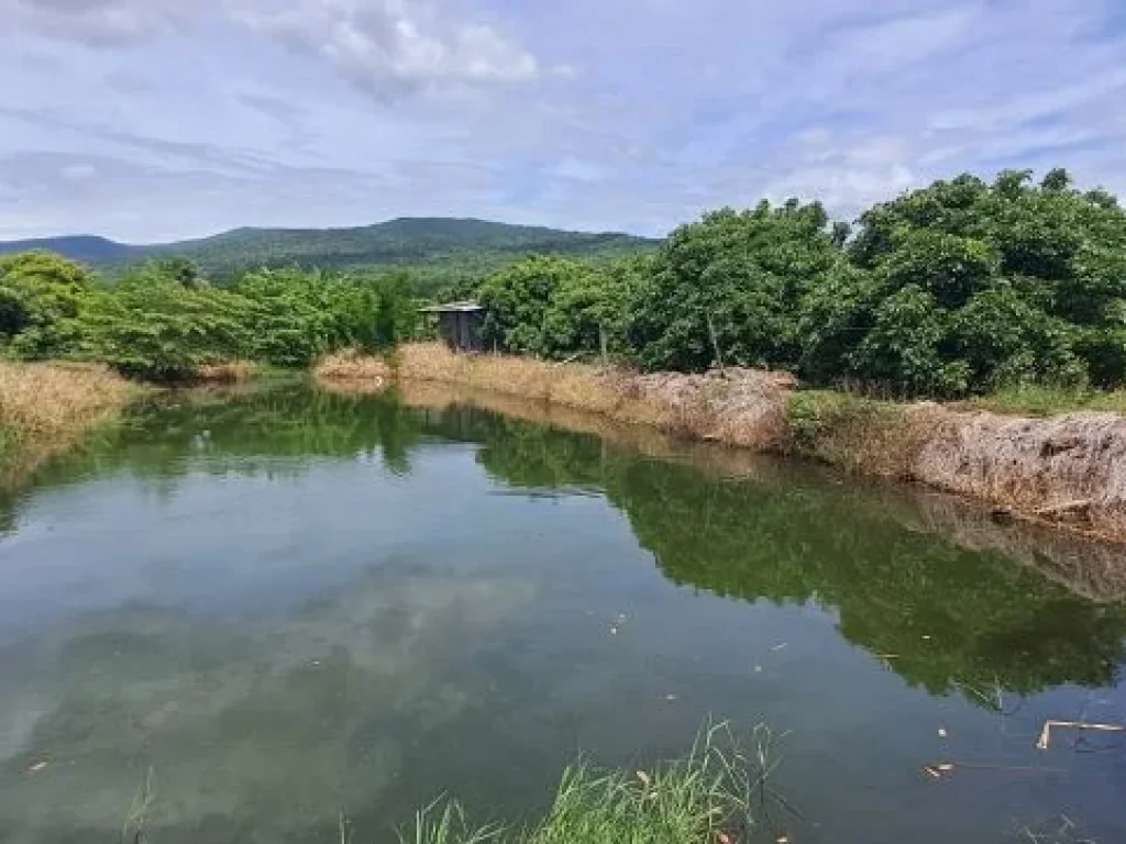 เจ้าของขายเอง ขายสวนลำไยบ่อปลาเชิงเขา ห่างทางหลวง 108