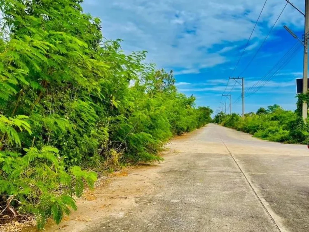 ขายที่ดิน 100 ตรวคลอง11 หนองเสือ ปทุมธานี ฝั่งตะวันตก